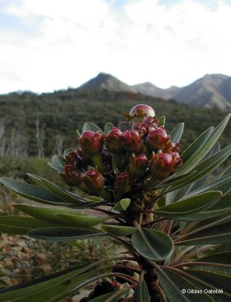 Xanthostemon longipes fruit