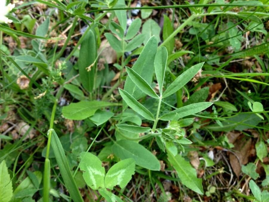 Anthyllis vulneraria leaf