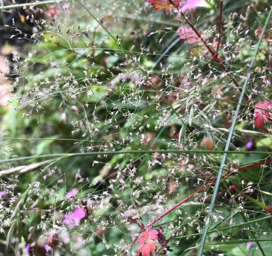 Aira elegantissima flower