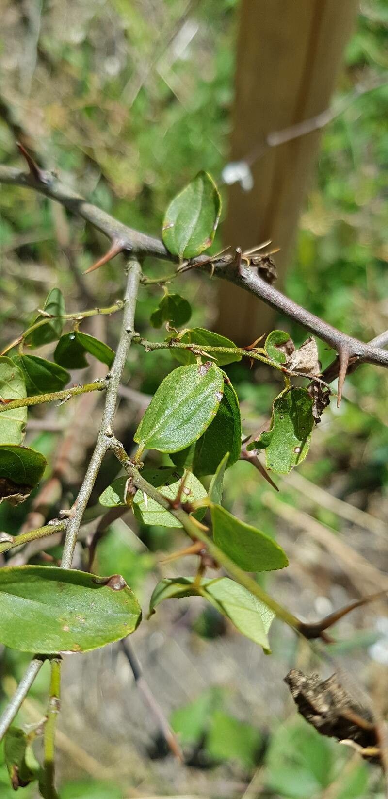 Paliurus spina-christi leaf
