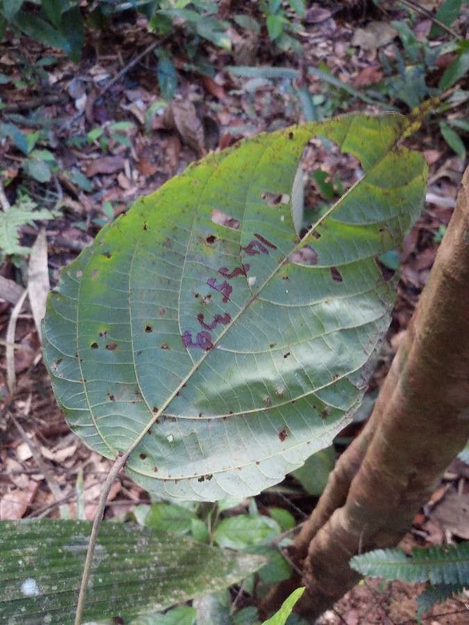 Aparisthmium cordatum leaf