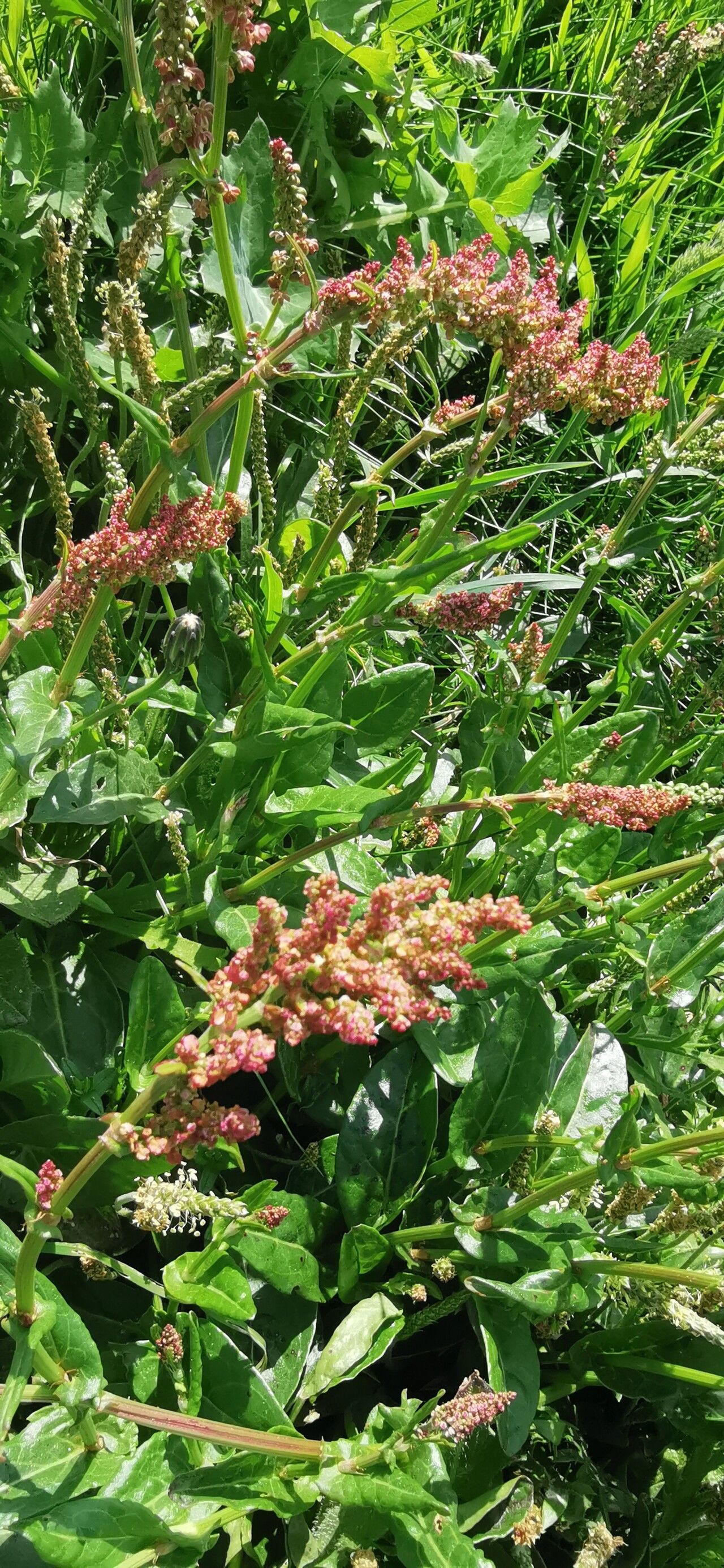 Rumex tuberosus flower