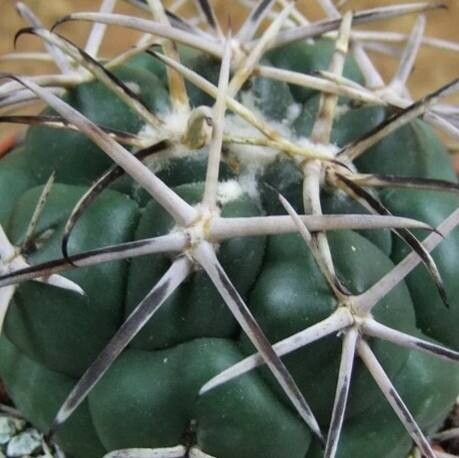 Coryphantha poselgeriana — search result for 'Coryphantha'