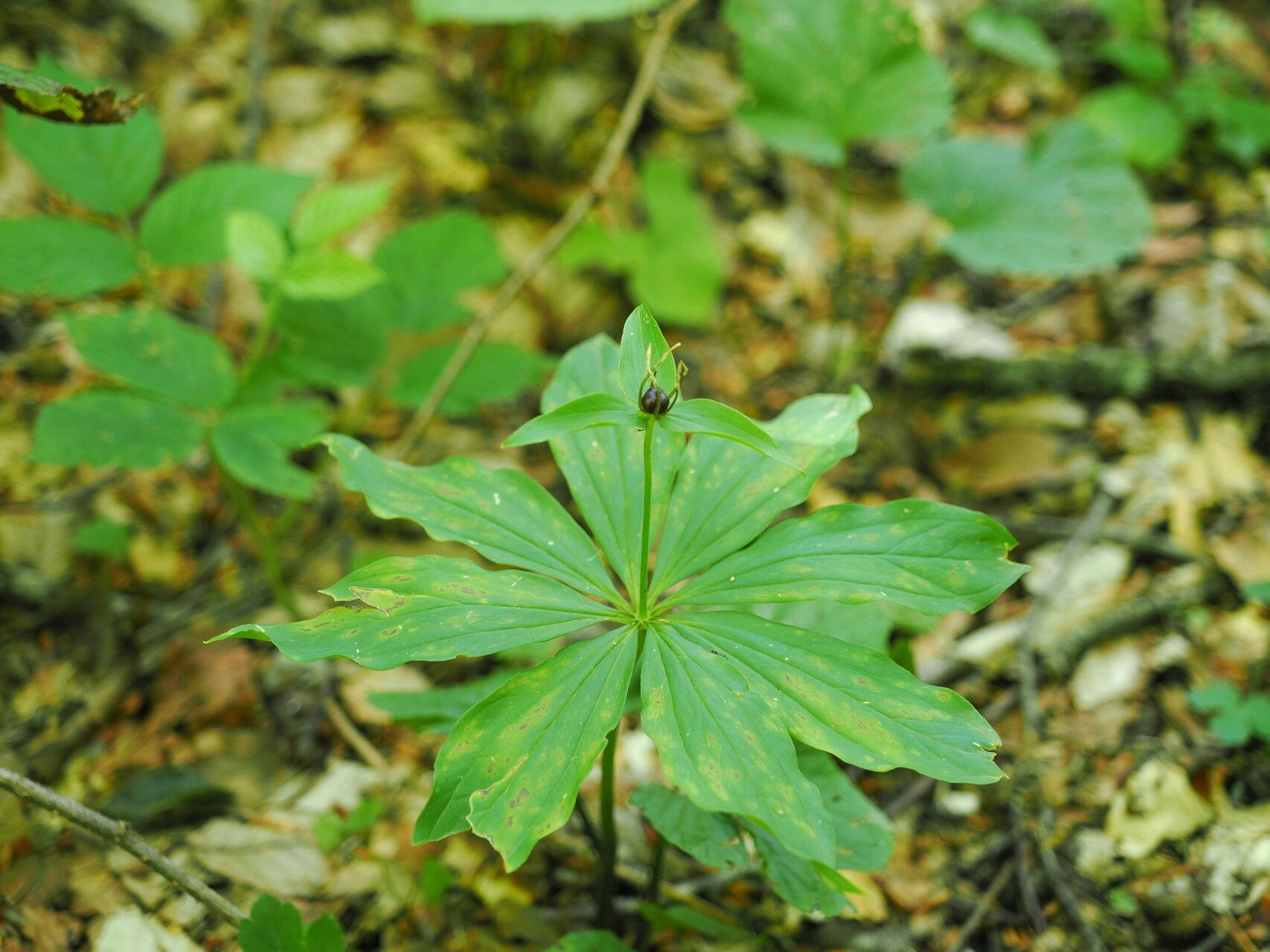 Paris incompleta — related species from the same genus