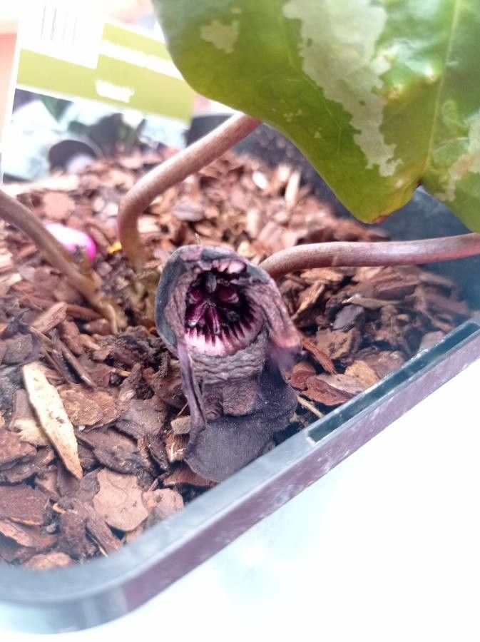 Asarum maximum flower