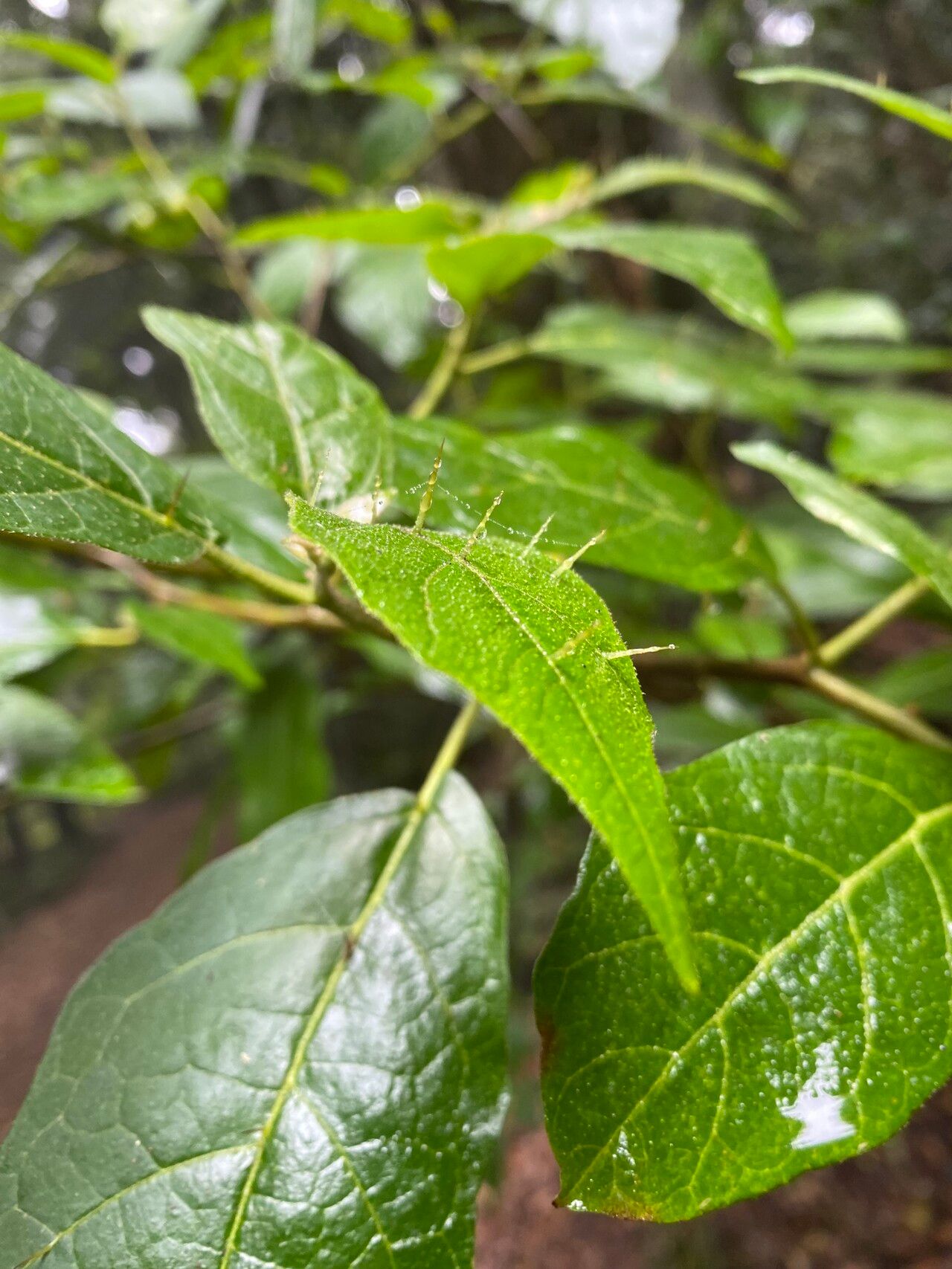 Solanum rixosum leaf
