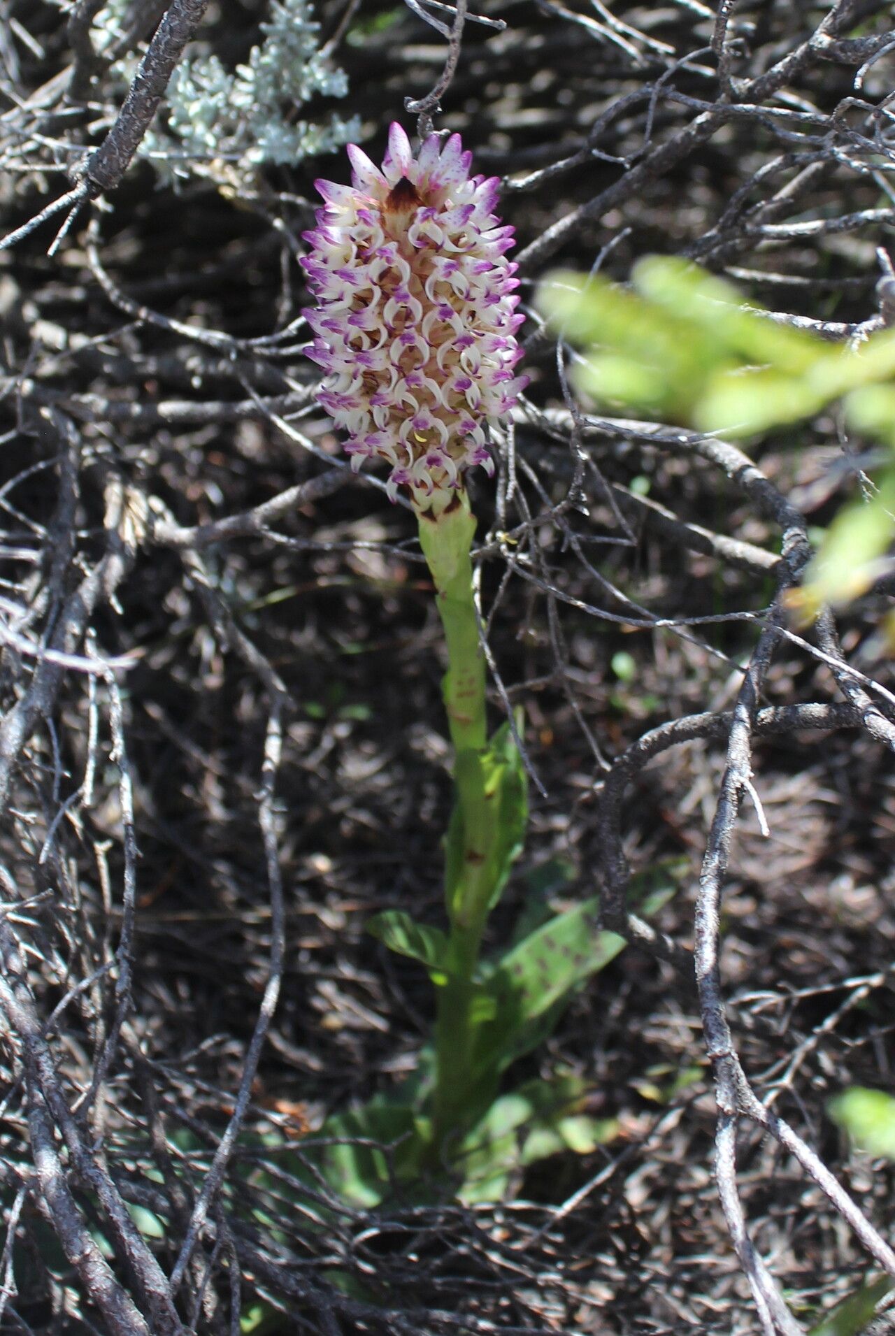 Disa fragrans flower