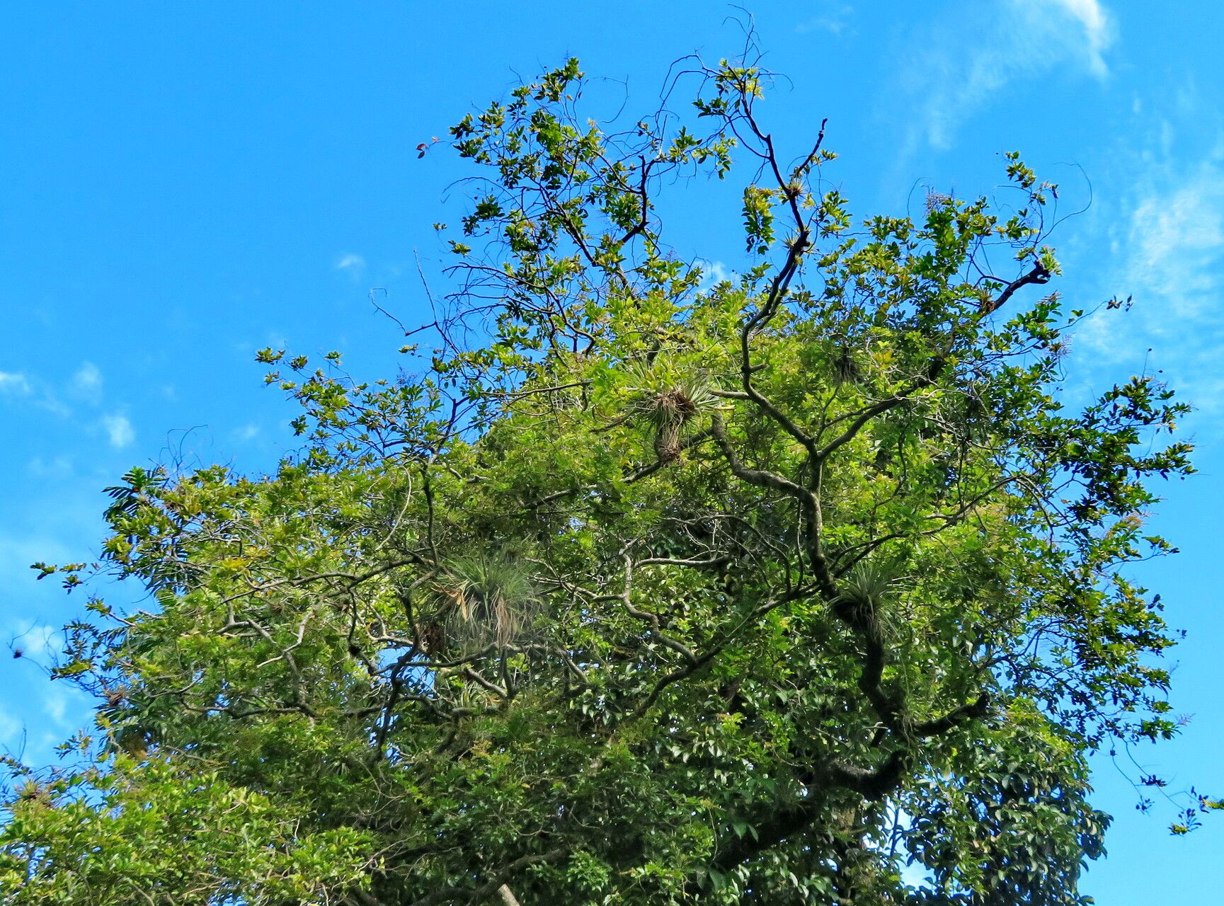 Dialium ovoideum — search result for 'Dialium'