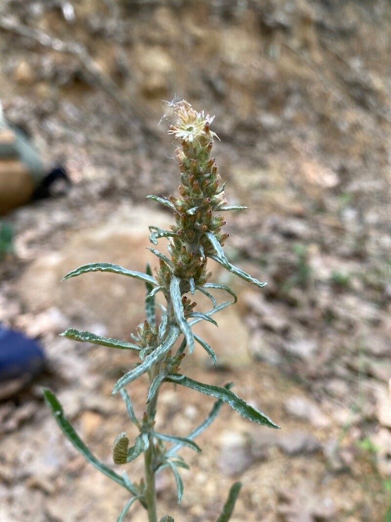 Gnaphalium coarctatum flower