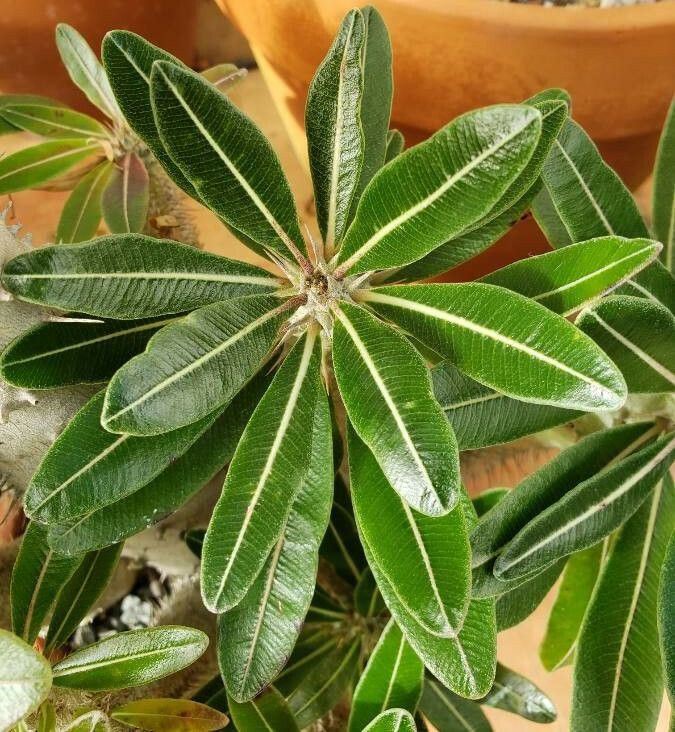 Pachypodium rosulatum leaf