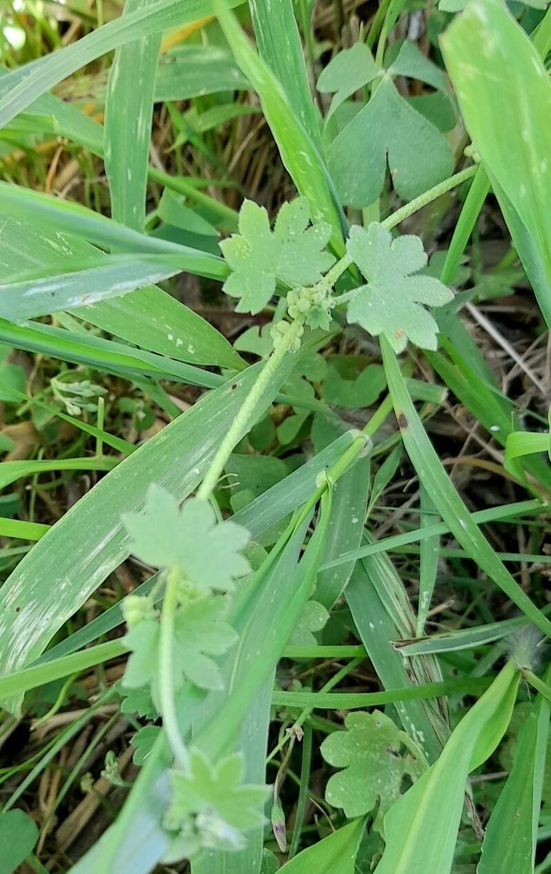 Bowlesia incana habit
