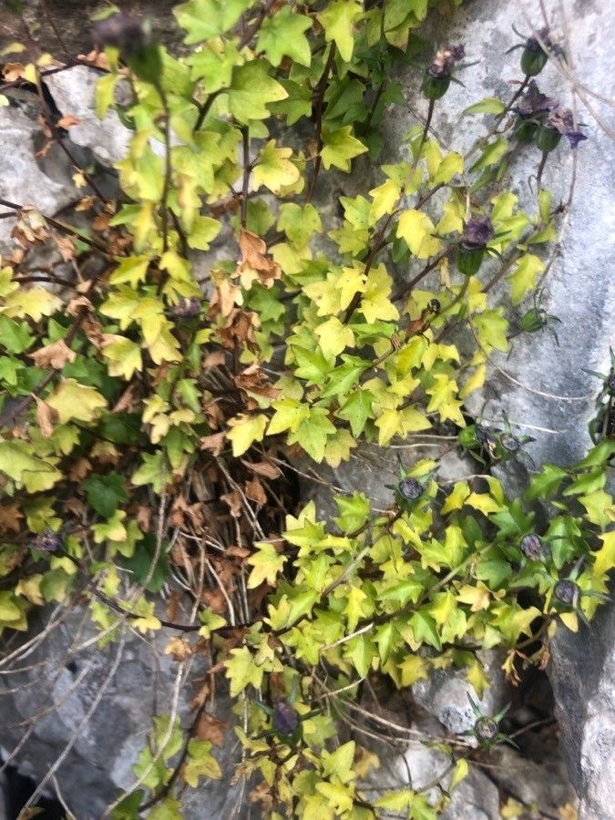 Campanula arvatica leaf