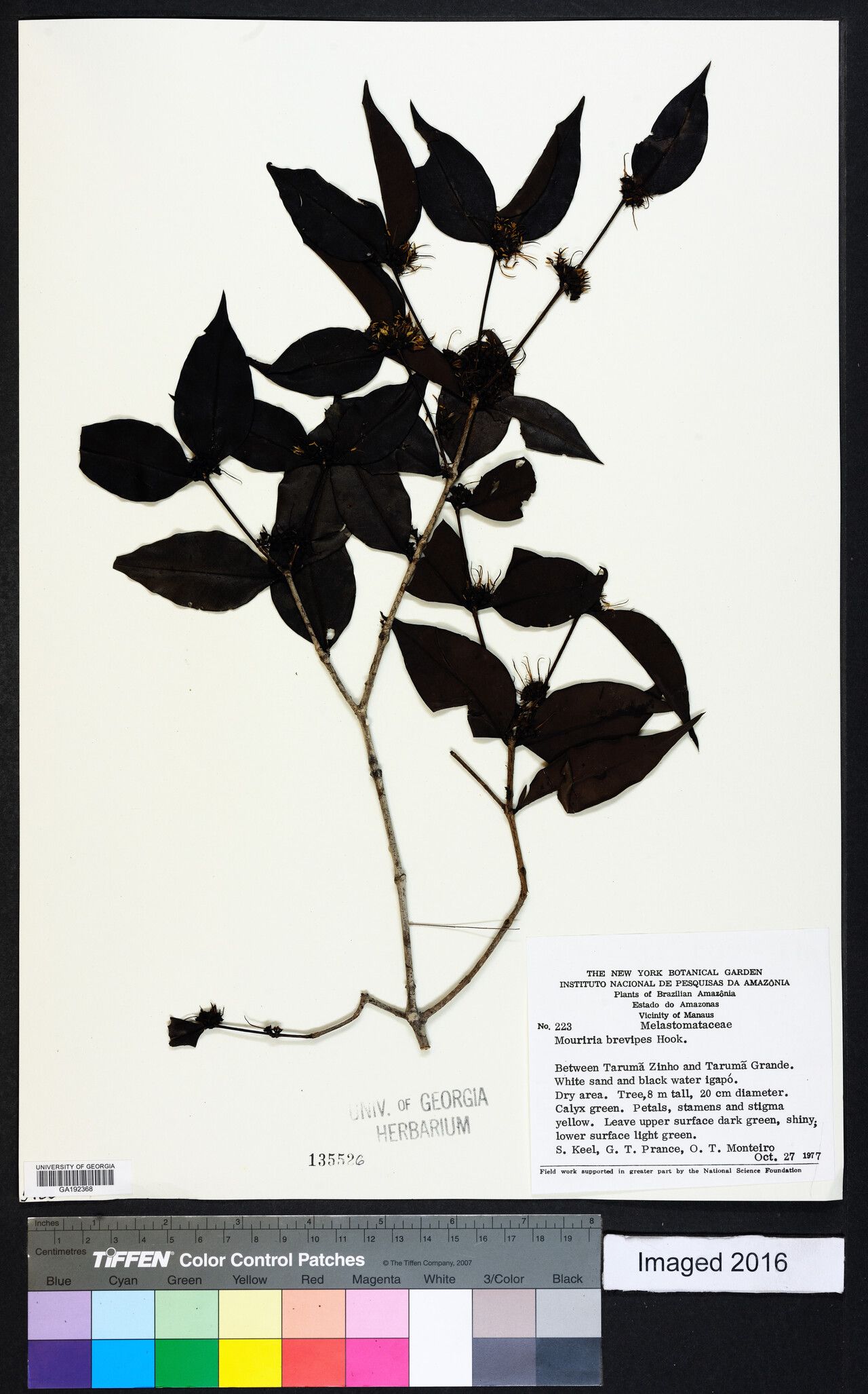 Mouriri brevipes — search result for 'Mouriri'