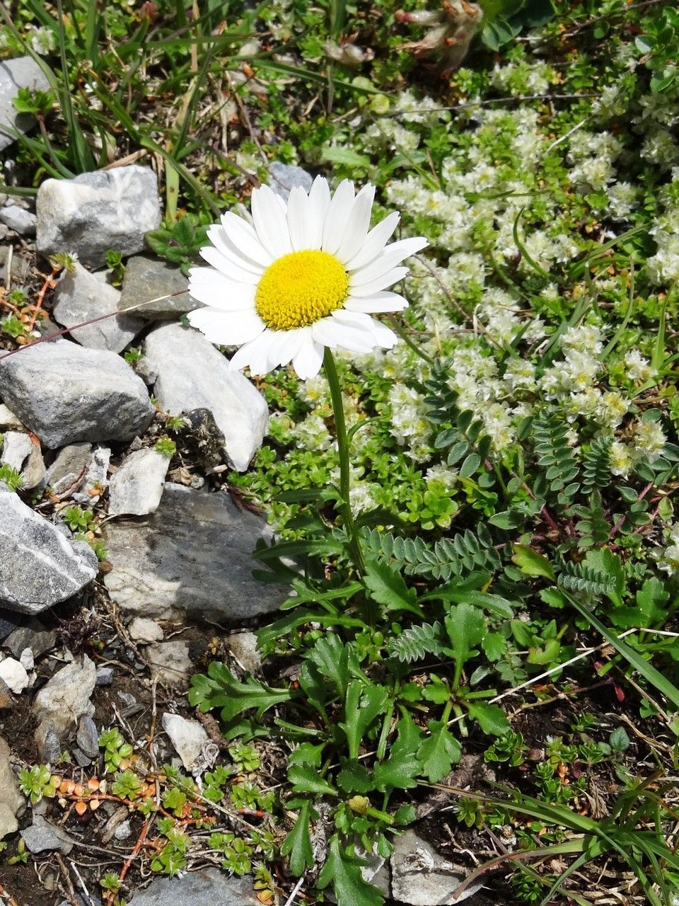 Leucanthemum halleri habit