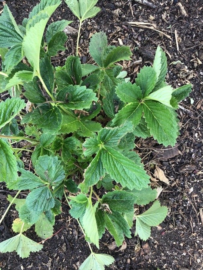 Potentilla thurberi — search result for 'Potentilla'
