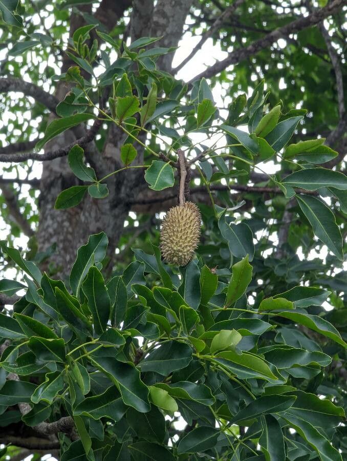 Flindersia australis fruit