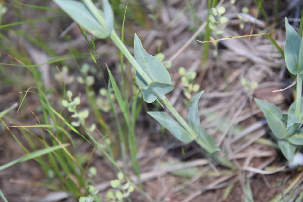 Penstemon secundiflorus — search result for 'Penstemon'