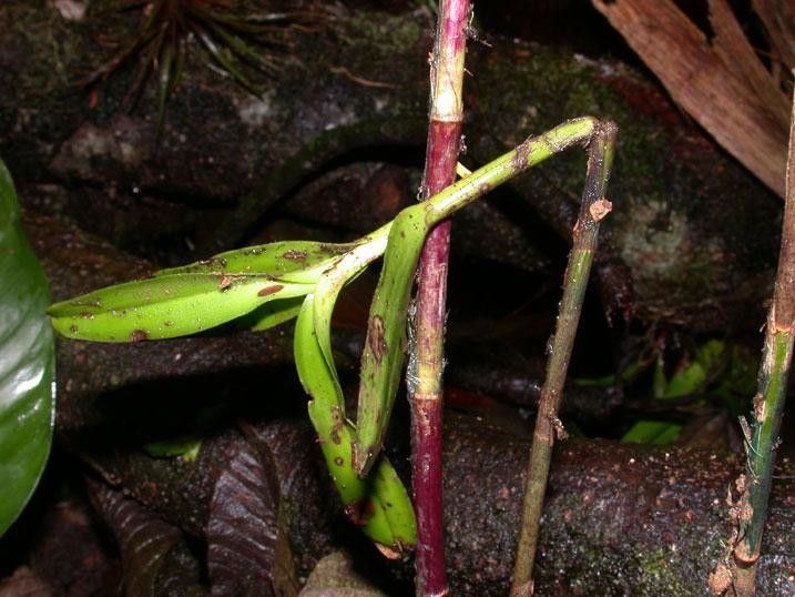 Epidendrum baumannianum bark