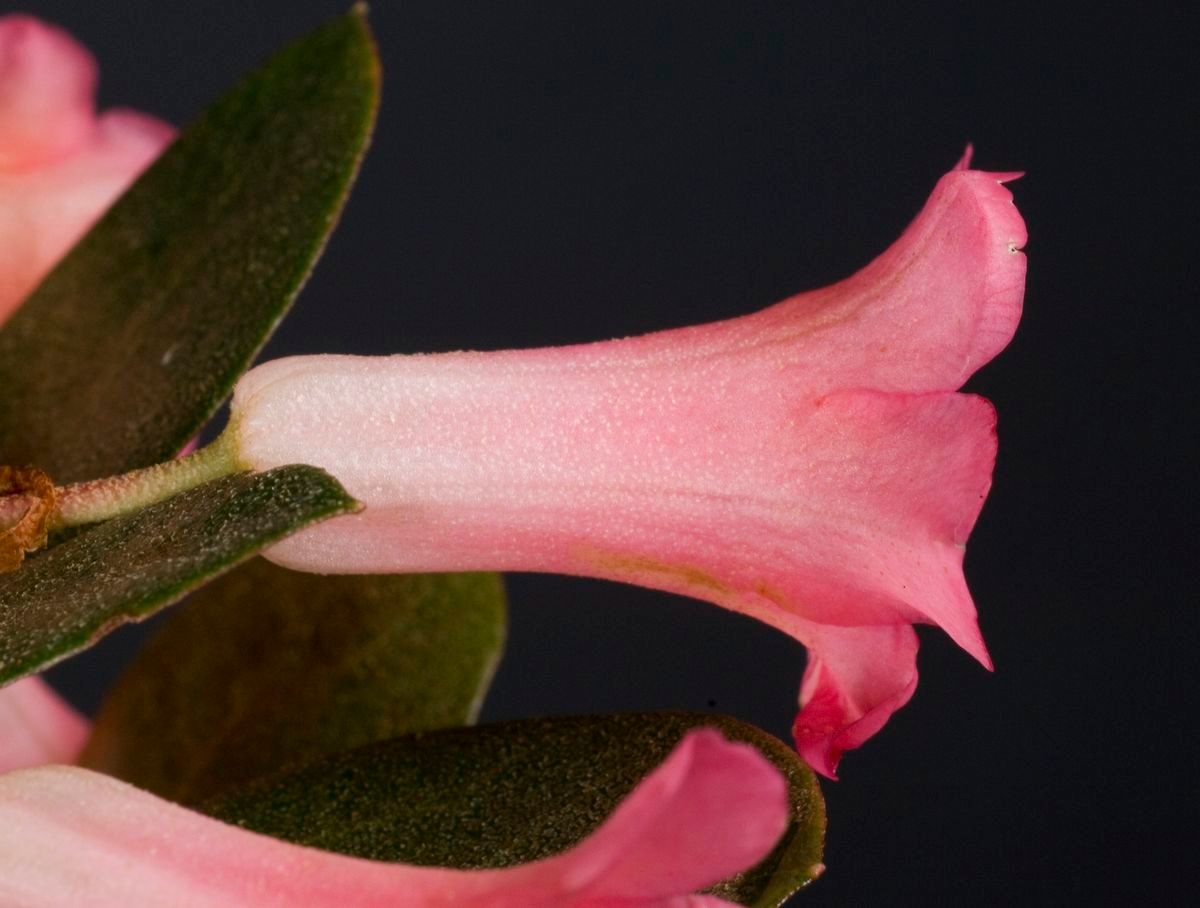 Rhododendron arenicola flower