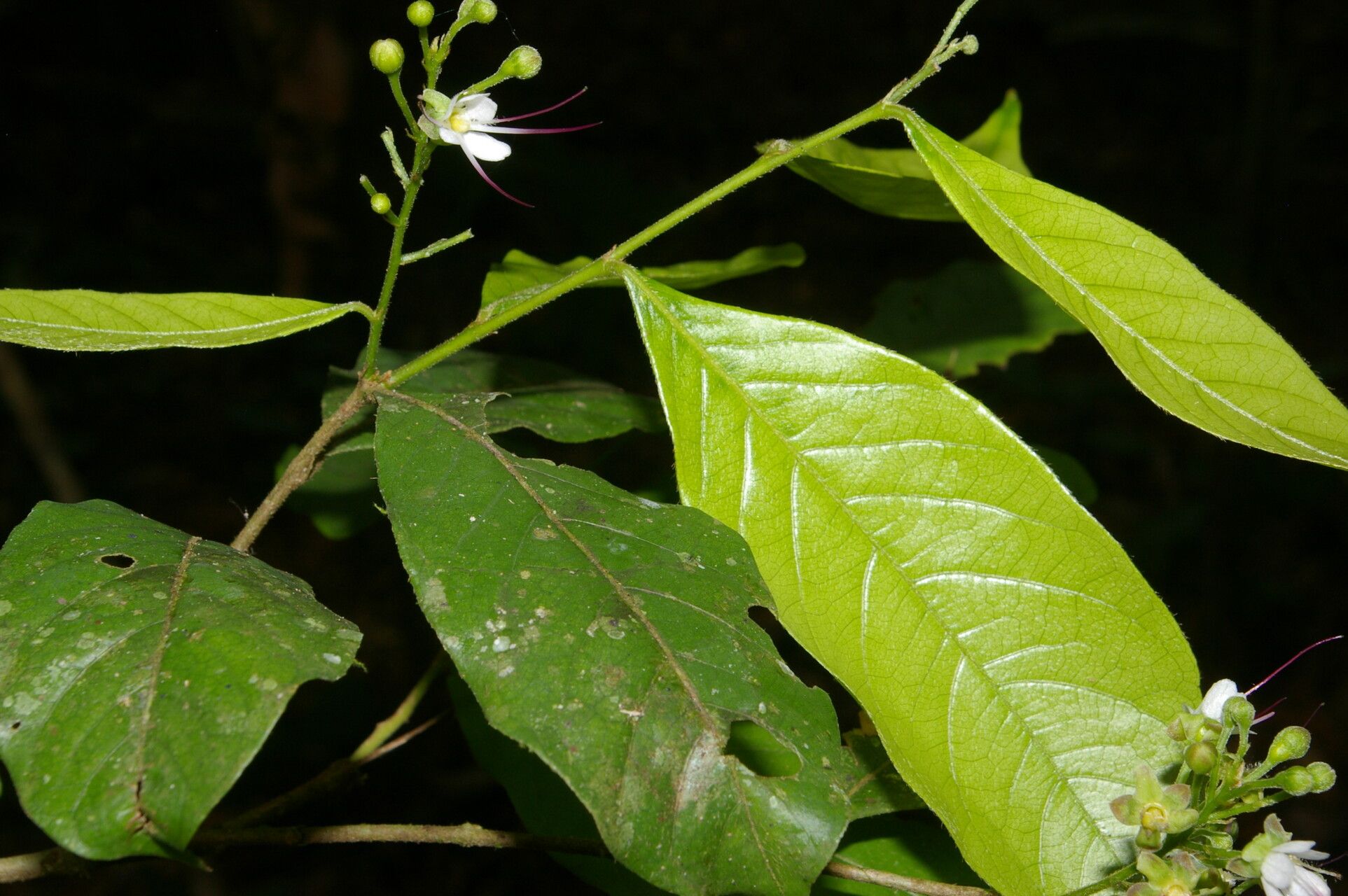 Hirtella tubiflora — houseplant care guide