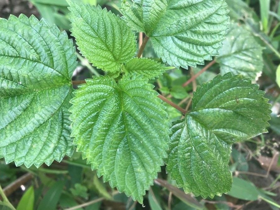 Laportea aestuans — search result for 'Urticaceae'