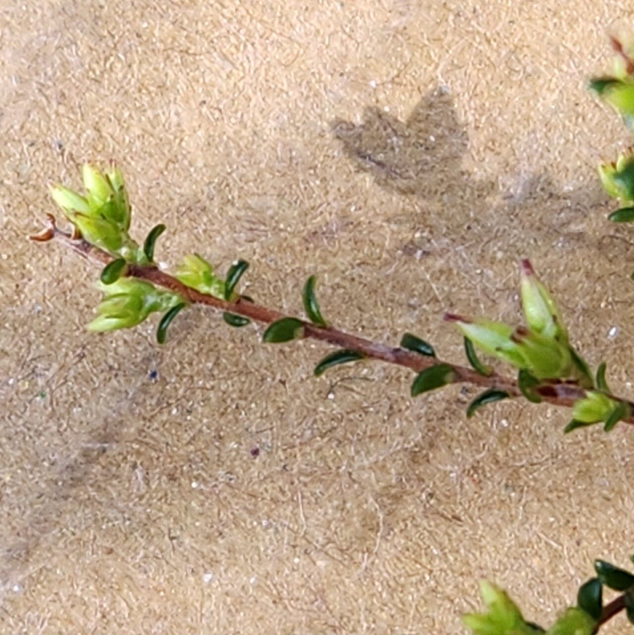 Leucopogon microphyllus leaf