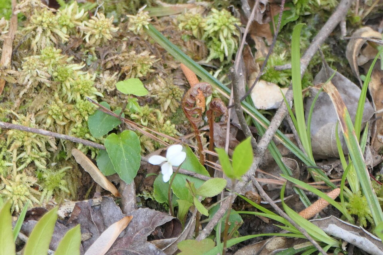Viola lanceolata flower