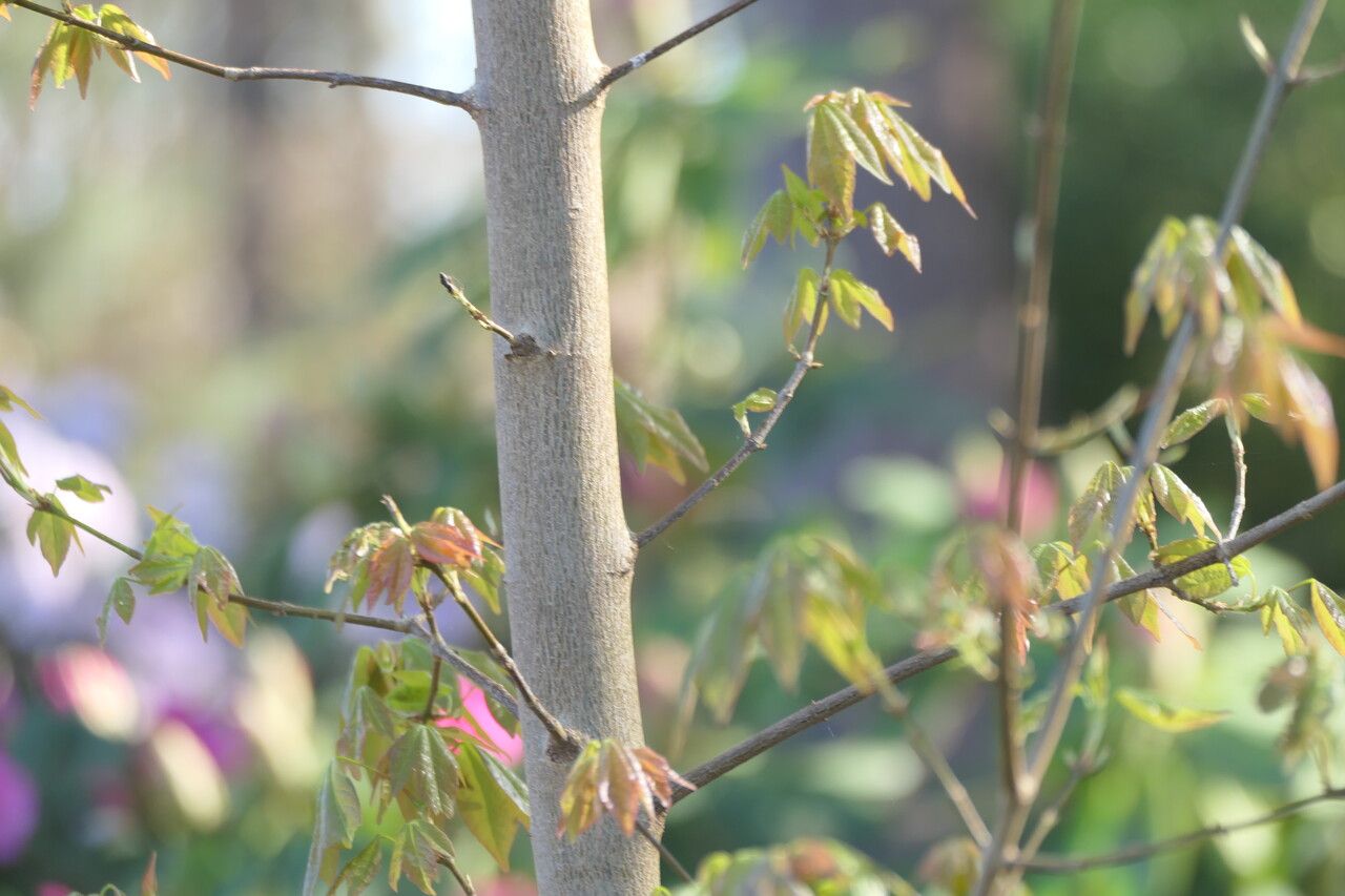 Acer paxii bark