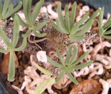 Tylecodon pearsonii — houseplant care guide