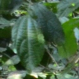 Mallotus korthalsii — related species from the same genus