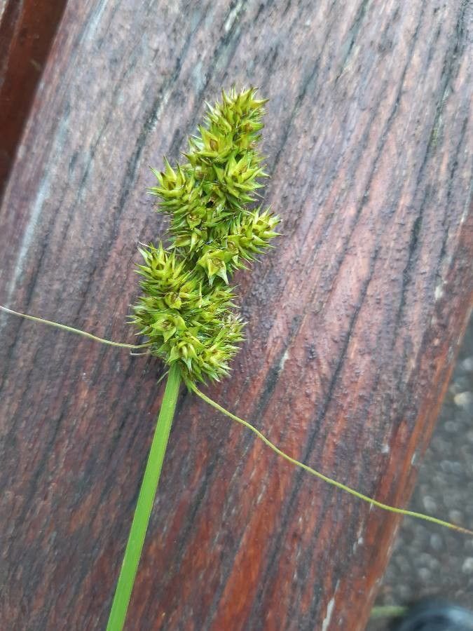 Carex stipata flower