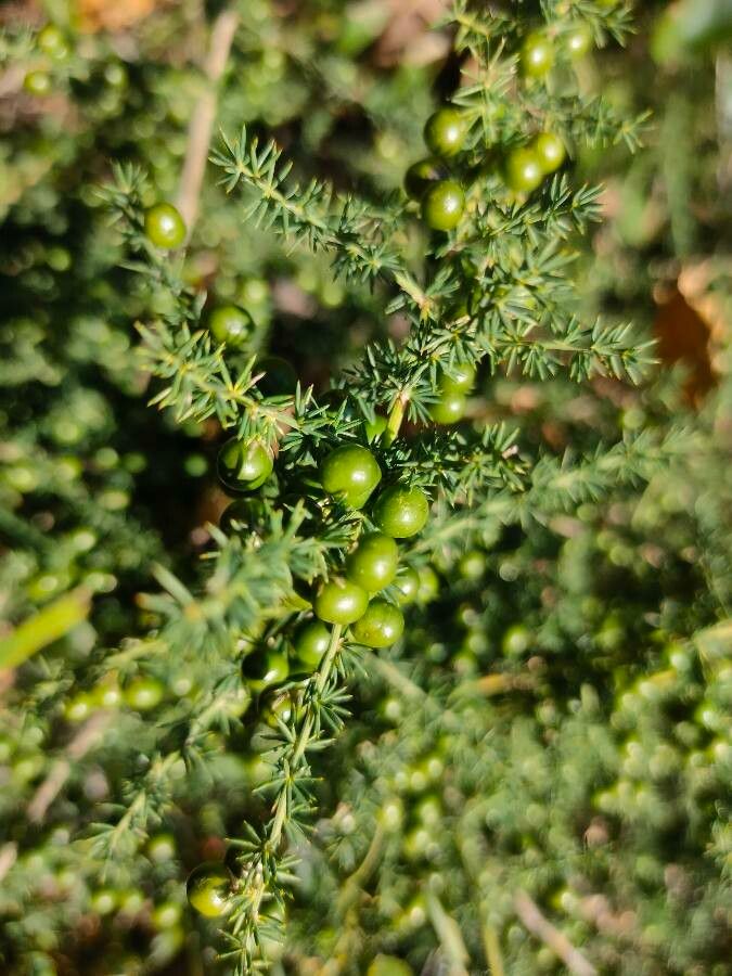 Asparagus acutifolius fruit