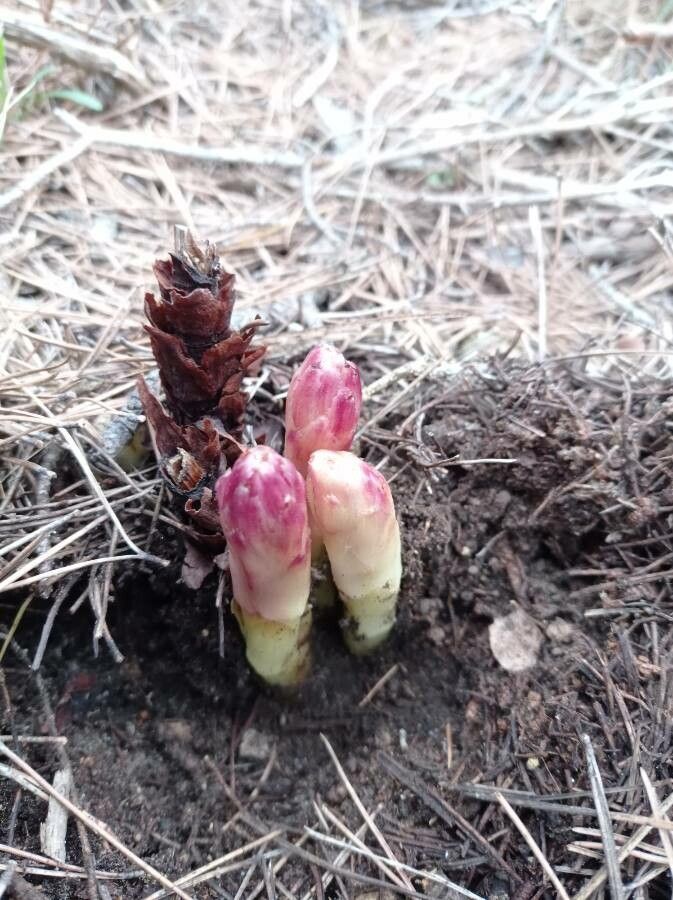 Orobanche latisquama fruit
