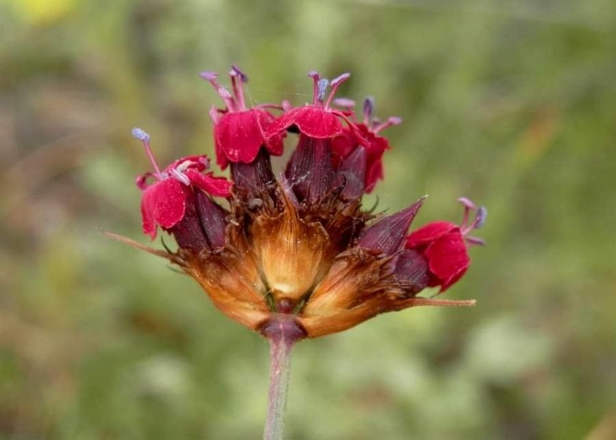 Dianthus pelviformis flower