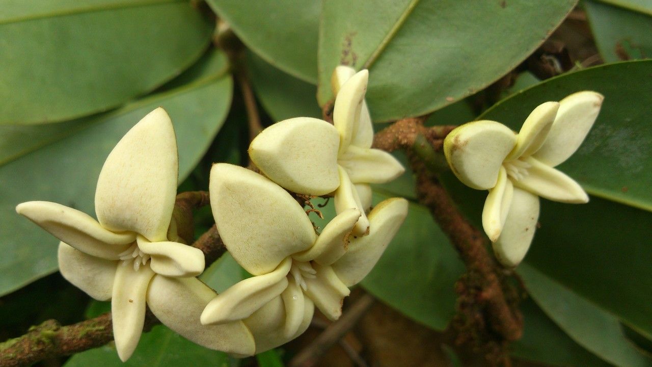 Xylopia bocatorena flower