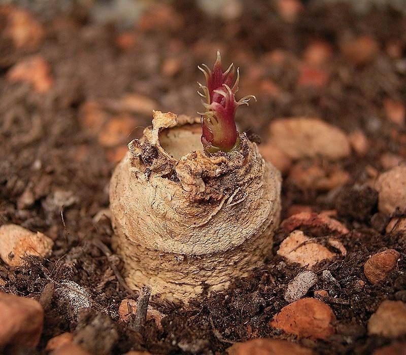 Jatropha macrorhiza habit