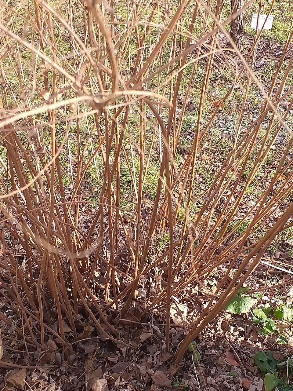 Lespedeza thunbergii bark