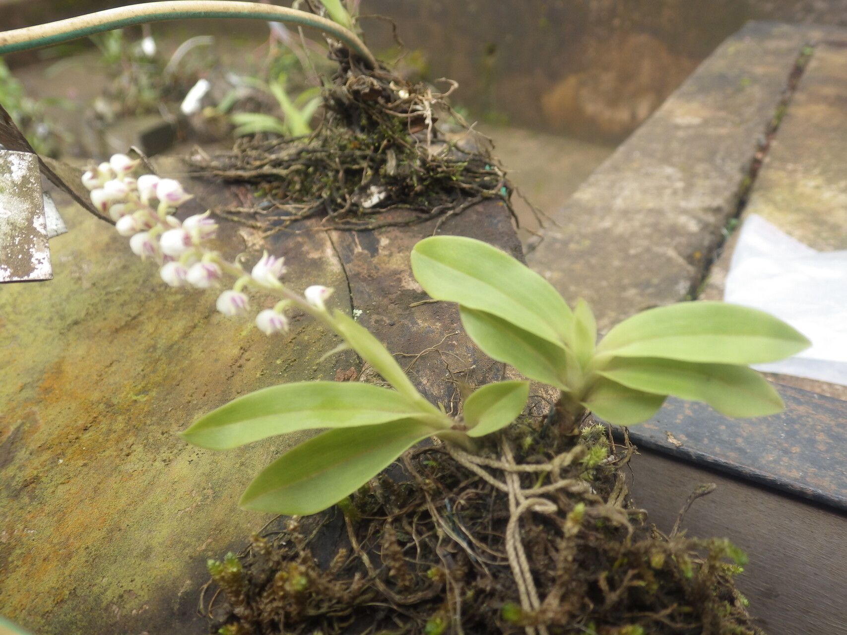 Polystachya montiquetiana habit