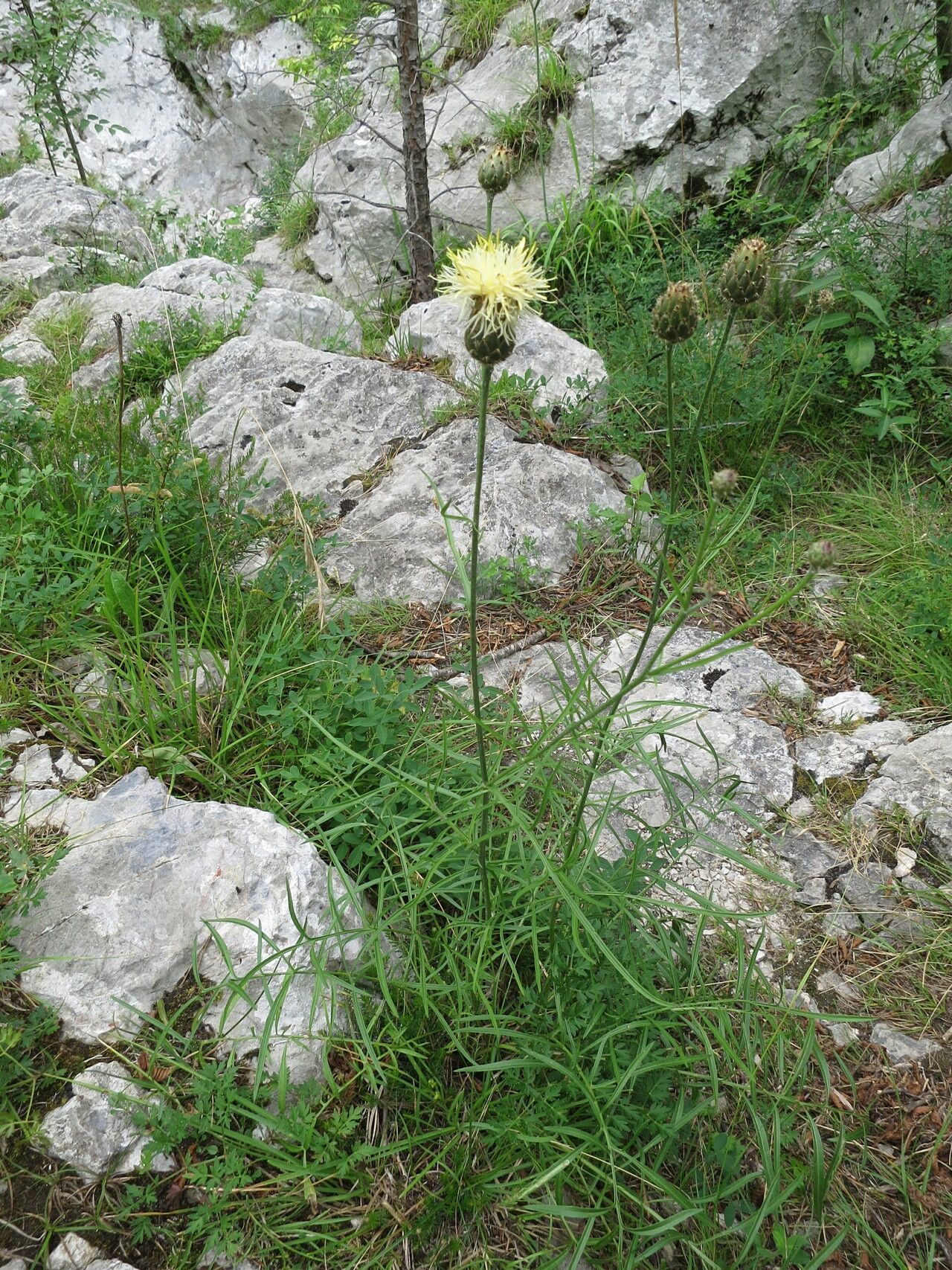 Centaurea dichroantha habit