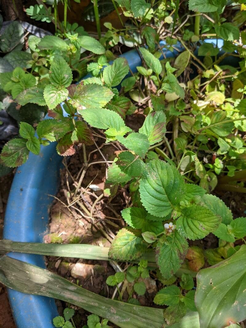 Picria fel-terrae — houseplant care guide