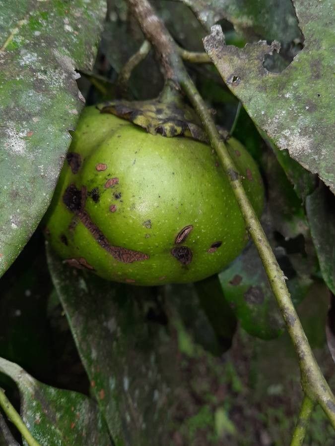 Diospyros digyna fruit