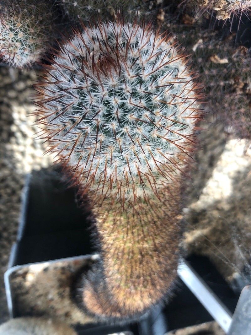 Mammillaria haageana — search result for 'Mammillaria'
