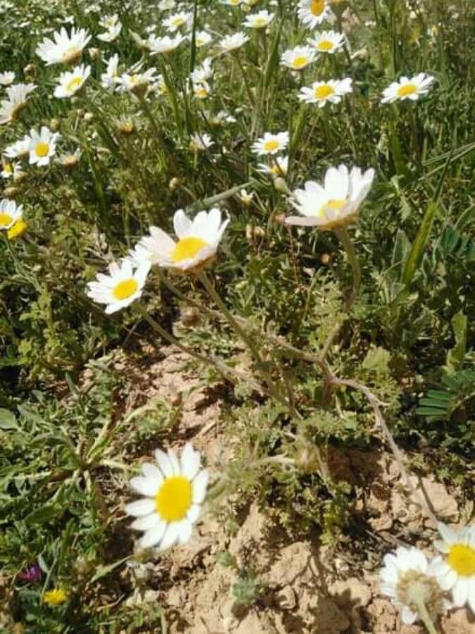 Anthemis hyalina — search result for 'Anthemis'