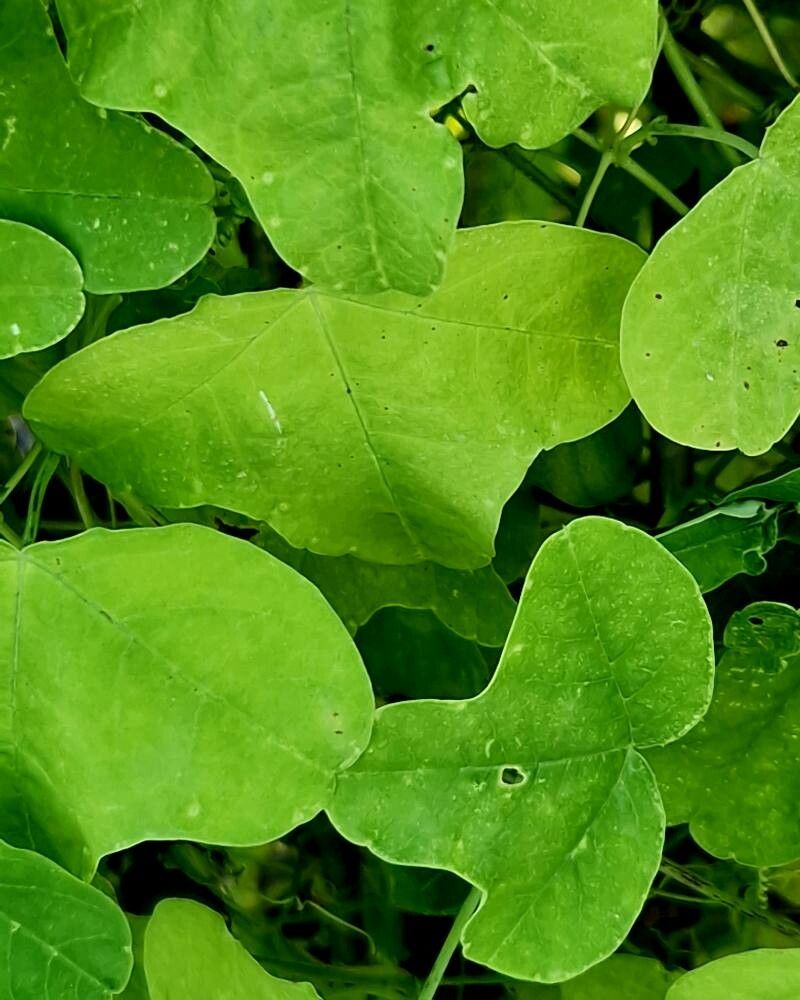 Passiflora gracilis — houseplant care guide