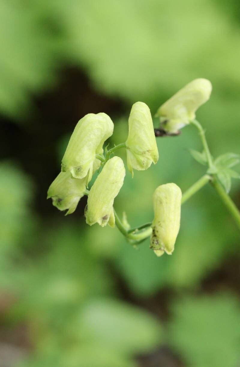 Aconitum gigas — search result for 'Aconitum'