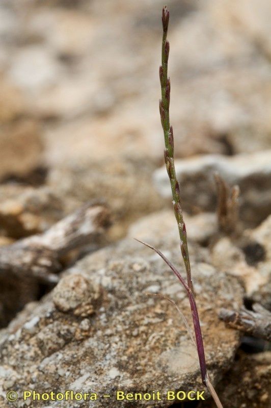 Narduroides salzmannii habit