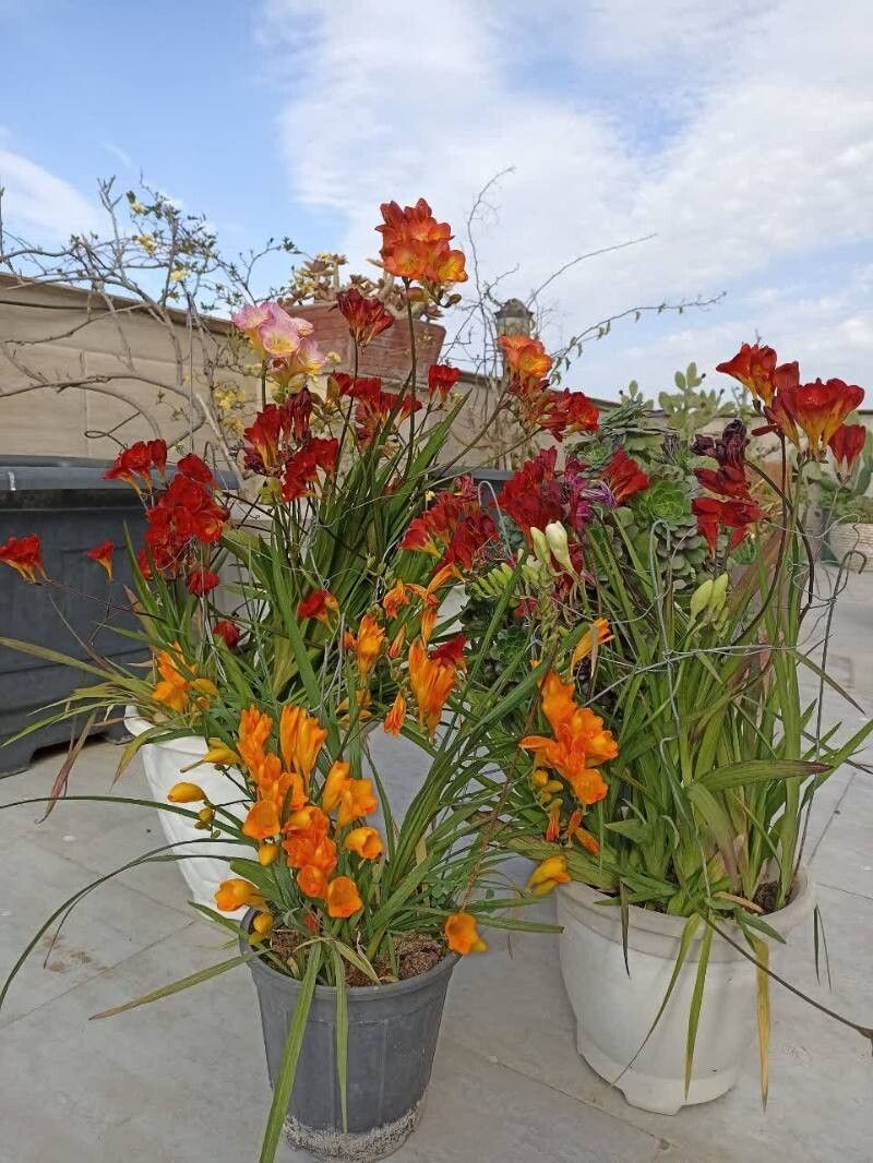 Freesia × kewensis habit