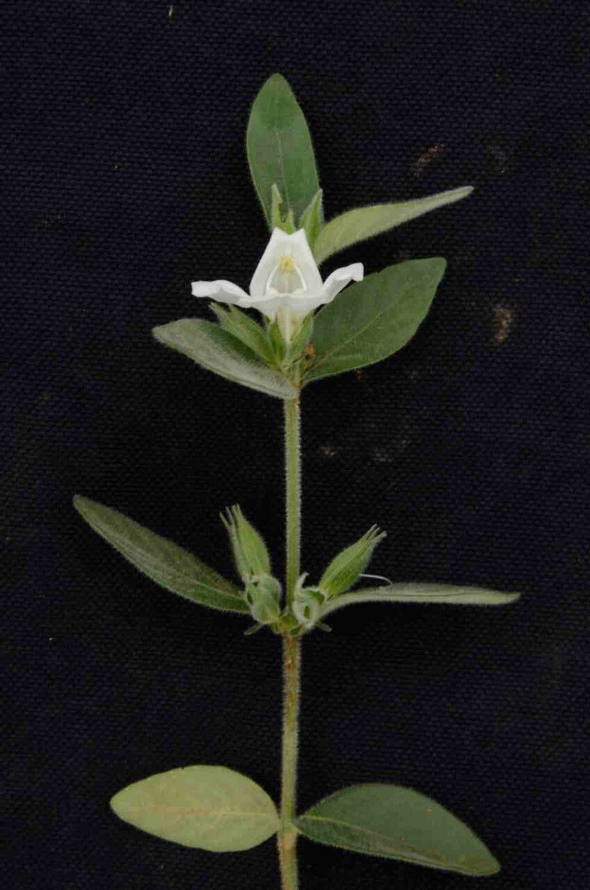 Justicia phyllocalyx flower