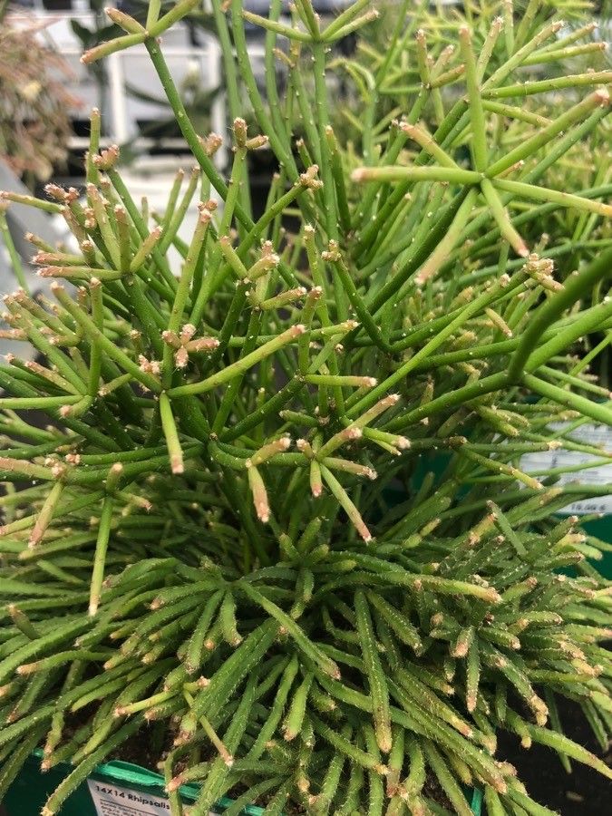 Rhipsalis teres — search result for 'Rhipsalis'