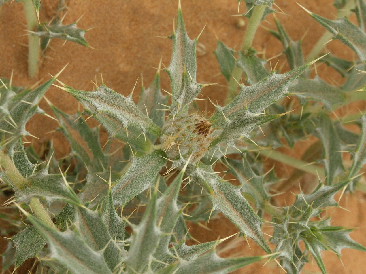 Atractylis aristata — related species from the same genus